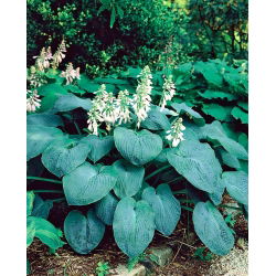 Funkia - Hosta Elegans - 1 kłącze