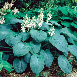 Funkia - Hosta Elegans - 1 kłącze