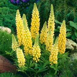 Łubin żółty - Yellow - 1 kłącze