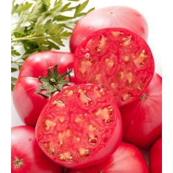 Pomidor Bawole Serce Oxheart - gruntowy Malinowy - 10 gram - 5000 nasion