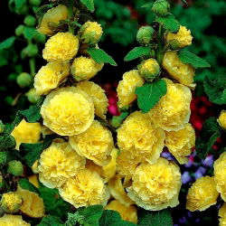 Malwa żółta - Yellow - 1 kłącze
