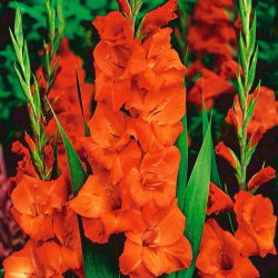 Mieczyk pomarańczowy - 5 szt. - cebulki XXL