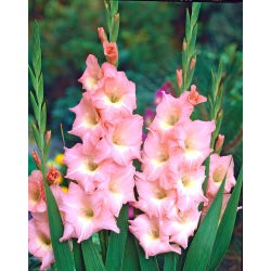 Mieczyk Rose Supreme - 5 cebul