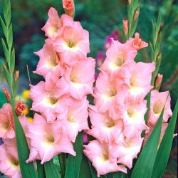 Mieczyk Rose Supreme - 5 cebul