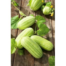 Ogórek melonowy Carosello Barese - nowość! - 40 nasion