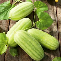 Ogórek melonowy Carosello Barese - nowość! - 40 nasion