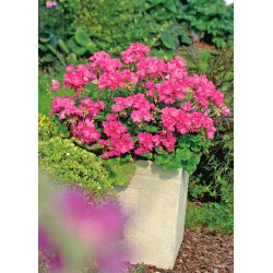 Pelargonia różowa - 11 nasion