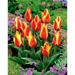 Tulipan Cape Cod  - 5 cebulek