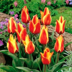 Tulipan Cape Cod  - 5 cebulek