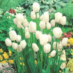 Tulipan White Bouquet - opak. 5 szt.
