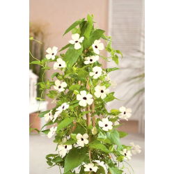 Tunbergia biała - 20 nasion