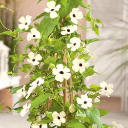 Tunbergia biała - 20 nasion