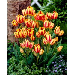 Tulipan Colour Spectacle - 5 cebulek