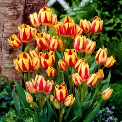 Tulipan Colour Spectacle - 5 cebulek