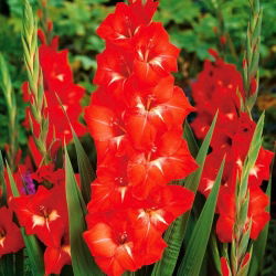 Gladiolus - Mieczyk Traderhorn - 5 cebulek