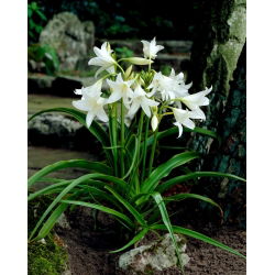 Crinum Album - Krynka biała - 1 cebula