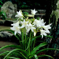 Crinum Album - Krynka biała - 1 cebula