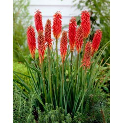 Kniphofia – Trytoma Nancy Red - 1 kłącze