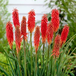 Kniphofia – Trytoma Nancy Red - 1 kłącze
