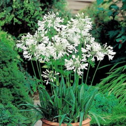 Agapanthus White - Agapant biały - 1 kłącze