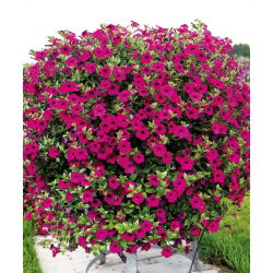 Petunia fiołkowata
