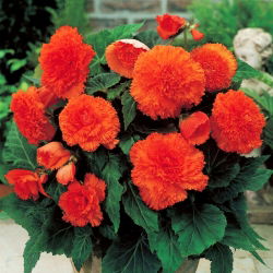 Begonia strzępiasta Fimbriata - pomarańczowa - 2 bulwy