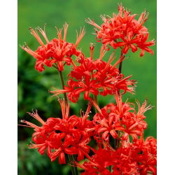 Nerine Kodora - 1 cebulka