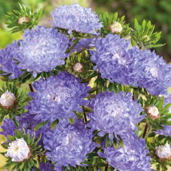 Aster chiński peoniowy biało-niebieski - 500 nasion