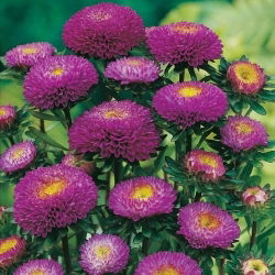 Aster chiński pomponowy fioletowy - 500 nasion