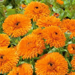 Nagietek lekarski Orange Gem pomarańczowy