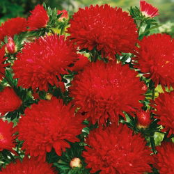 Aster chiński peoniowy Stanisław