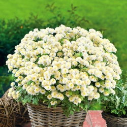 Maruna Snowball biała