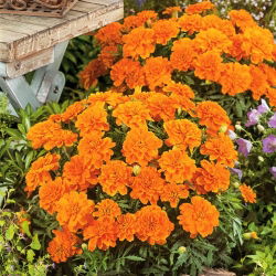 Aksamitka pełna niska Tangerine - pomarańczowa