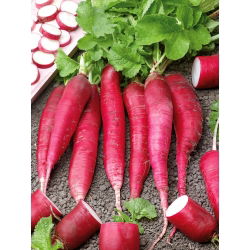 Rzodkiew letnia Ostergruss Rosa 2