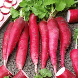 Rzodkiew letnia Ostergruss Rosa 2