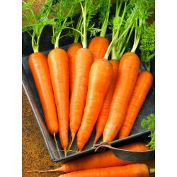 Marchew Blanka - późna, bardzo plenna - 4250 nasion