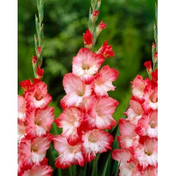 Mieczyk Pink Lady - 5 szt.
