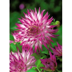 Dalia - Dutch Explosion