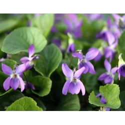 Fiołek Wonny ( Viola Odorata ) - 120 nasion