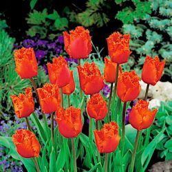 Tulipan Noranda - 5 cebulek