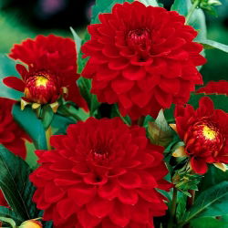 Dalia czerwona - Dahlia Red