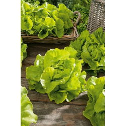 Sałata Lento - głowiasta, masłowa - NA TAŚMIE