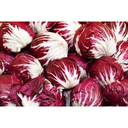 Cykoria sałatowa radicchio Palla Rossa 3 - 360 nasion