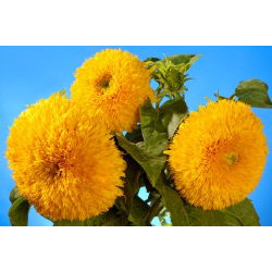Słonecznik ozdobny wysoki – Sungold Tall - 80 nasion