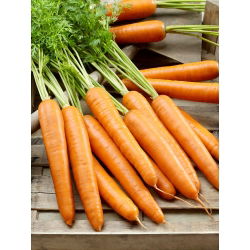 Marchew Berlikumer 2 - Perfekcja - późna - 100 gram - 85 000 nasion