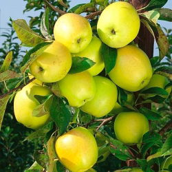 Jabłoń Golden Delicious - sadzonka XXL