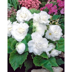 Begonia podwójna (pełna) - biała - 2 bulwy