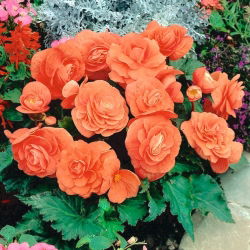 Begonia pełna - łososiowa - 2 szt.