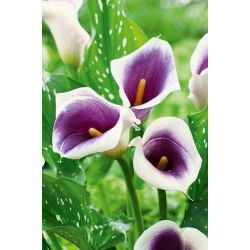 Zantedeschia, Calla - Kalla, Kalia fioletowo-biała - Picasso - 1 cebula