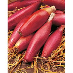 Cebula Rosa Lunga Di Firenze